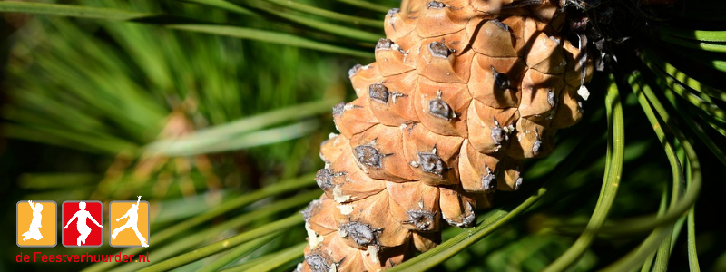 10 tips voor goedkope kerstversiering De Feestverhuurder